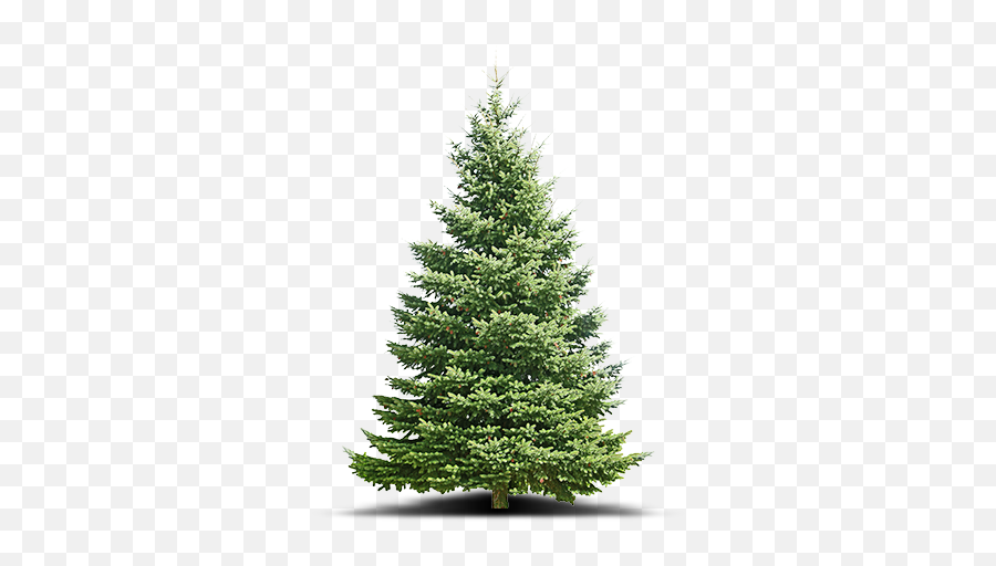 Beautiful Fresh Christmas Trees Cackler Farms Delaware Oh - Real Christmas Tree Transparent Png,Christmas Greenery Png