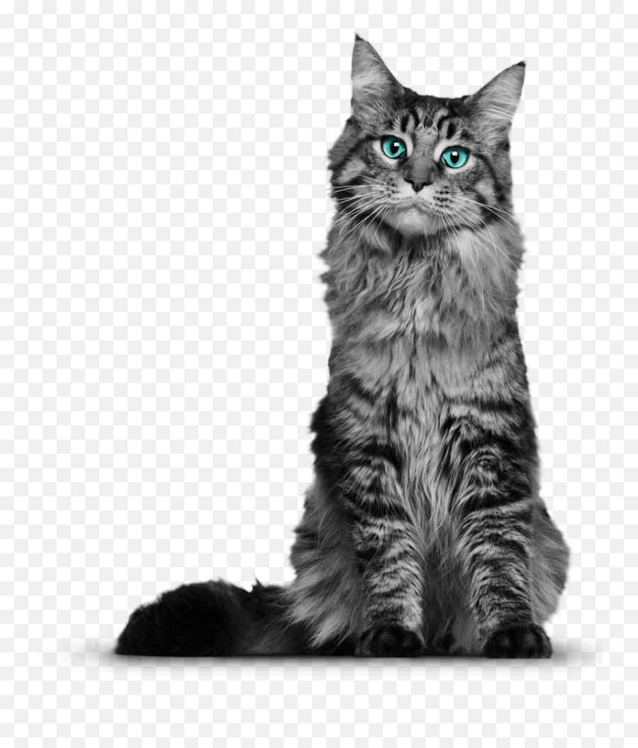 Free Transparent Png Images Icons - Short Haired Maine Coon,Transparent Cat