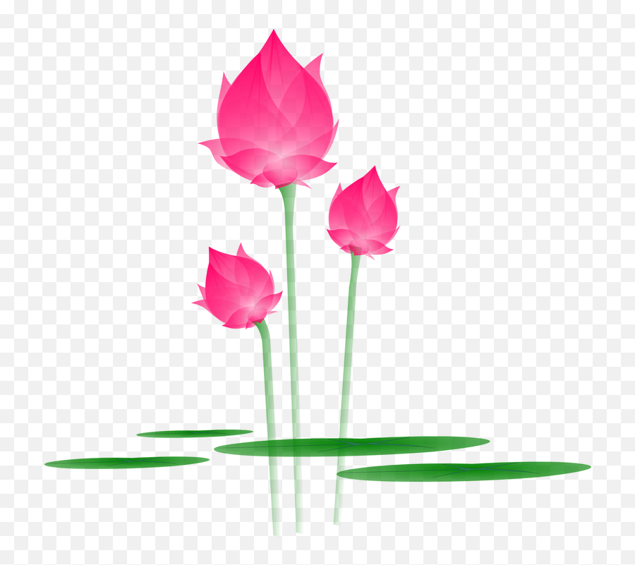 Lotus Flower Graphic Png 2 Image - Lotus Flower Clipart Png,Flower Graphic Png