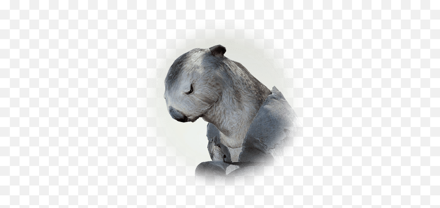 Dried Pearl Oyster Flesh - Bdo Codex Common Wombat Png,Wombat Icon