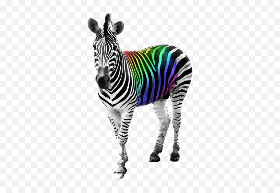 Zebra Png Safari Desenho Free Download - Free Zebra Animal Png,Zebra Logo Png