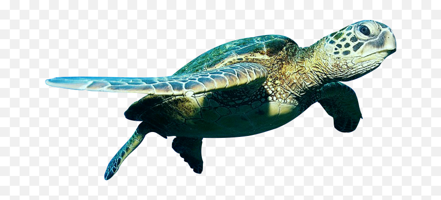 Green Turtle Transparent Png Clipart - Sea Turtle No Background,Ocean Fish Png