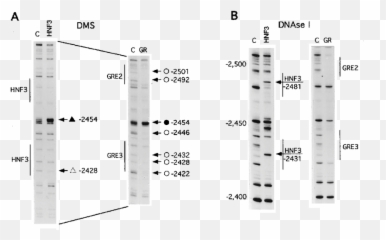 Comparative Analysis Of The In Vitro Footprints Hnf3 And - Number png