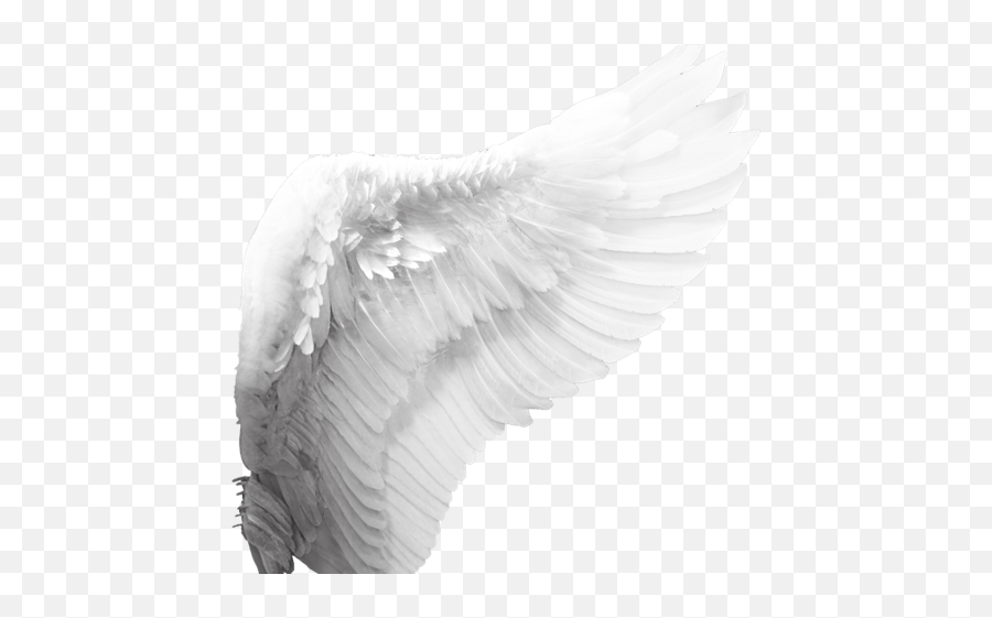Wings Png - White Angel Wings Png,Angle Wings Png