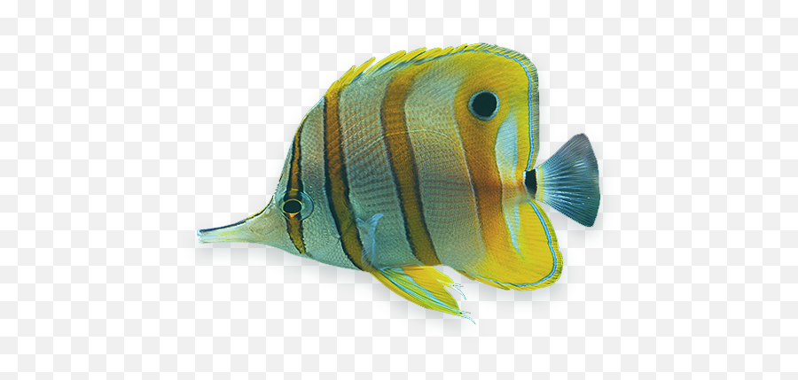 Index Of Wp - Contentthemesenfoldconfiglayerslider Tropical Fish Clear Background Png,Close Png