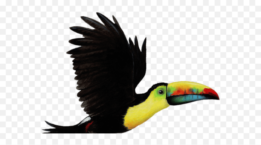 Toucan Clipart Flying - Toucan Bird Png,Tucan Png