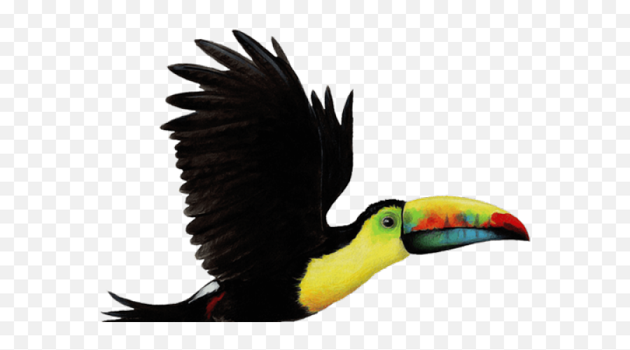 toucan png