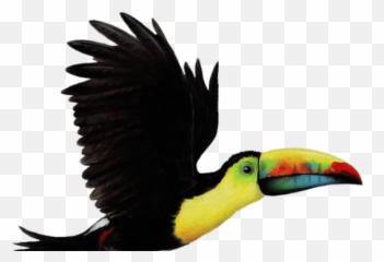 Toucan Clipart Flying - Toucan Bird Png,Tucan Png