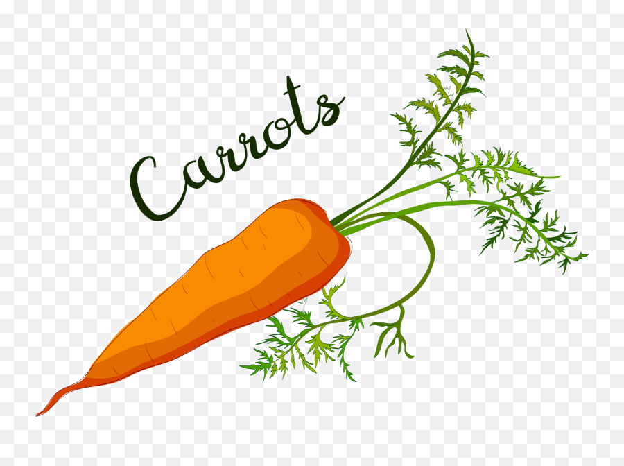 Free Png Carrot Carrots
