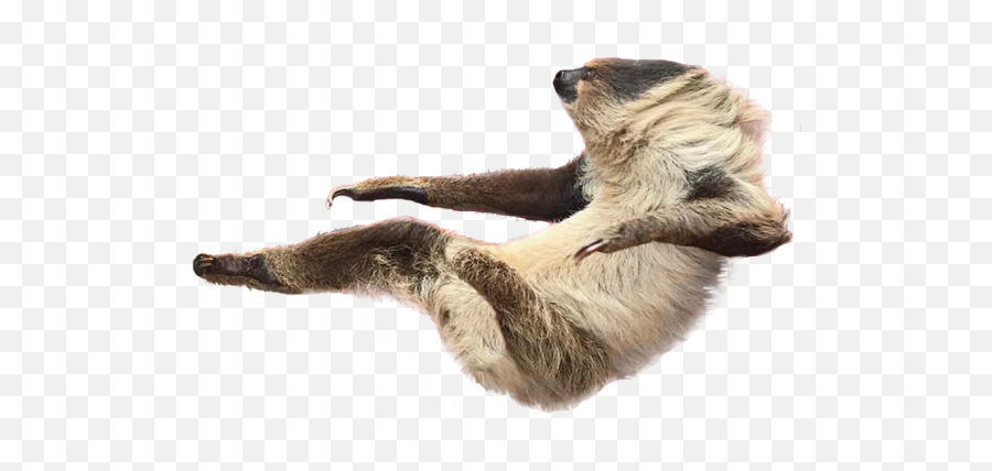 Sloth Transparent U0026 Png Clipart Free Download - Ywd Sloth Reaching Transparent Background,Sloth Transparent Background