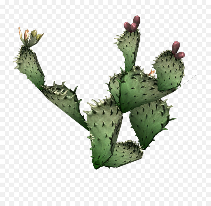 Cactus Clipart Hd - Prickly Pear Cactus Png,Cactus Clipart Png