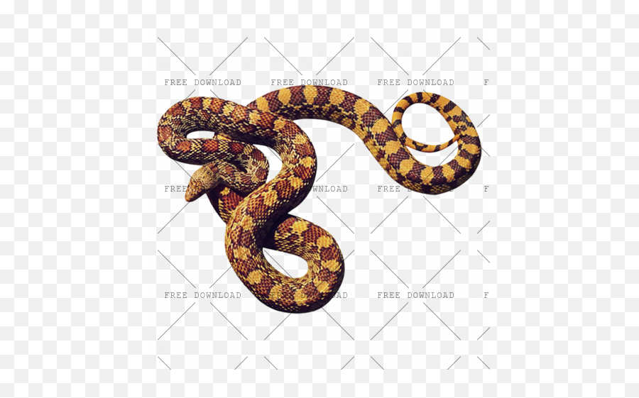 Anaconda Png Image With Transparent Background - Photo 8 Cobras Png,Snake Transparent Background