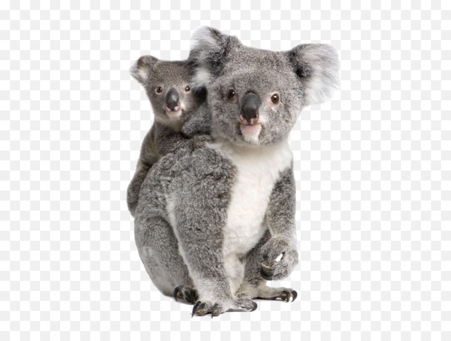 Koala Bear Transparent Png Clipart - Koalas Png,Koala Transparent
