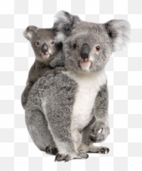 Koala Bear Transparent Png Clipart - Koalas Png,Koala Transparent