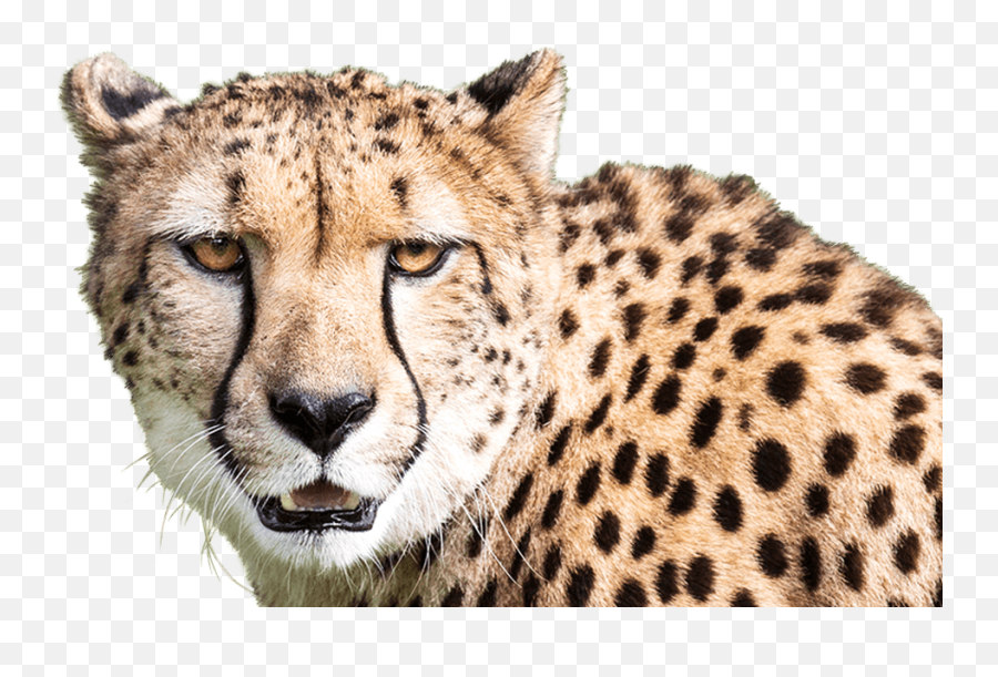 Download Cheetah - Foreground Cheetah Png Image With No Cheetah,Cheetah Png