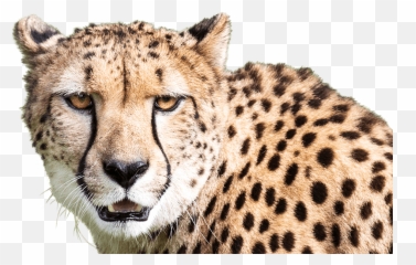 Download Cheetah - Foreground Cheetah Png Image With No Cheetah,Cheetah Png