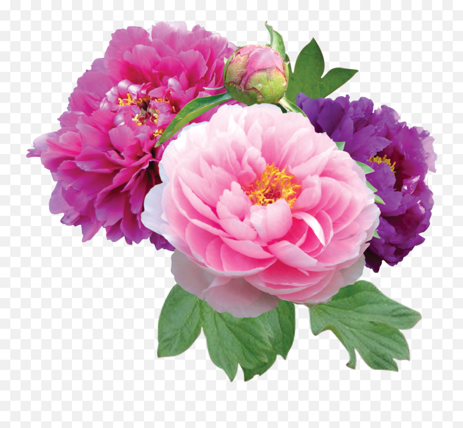 Free Peonies Png Download Clip - Peony Flower Transparent Background,Peonies Png