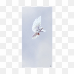 Flock Of Birds - European Herring Gull png