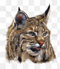 Download Bobcat - Bobcat Png,Bobcat Png