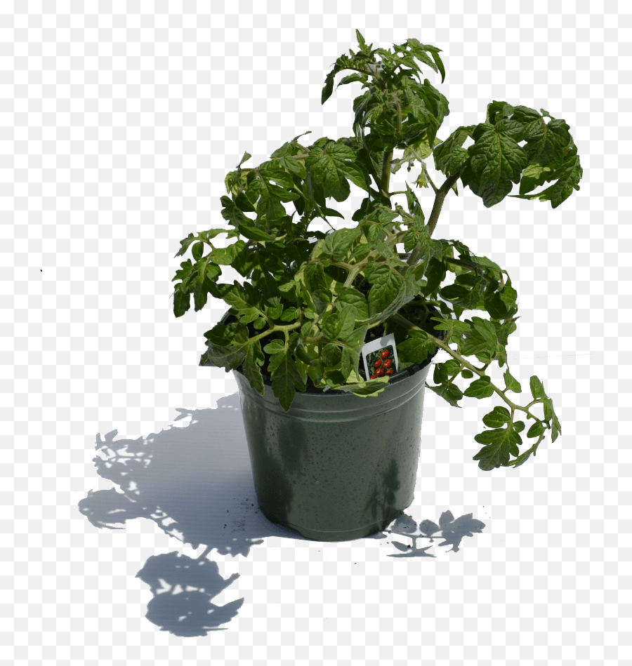 Download 1 Gal Tomatoe Plant - Flowerpot Png,Tomatoe Png
