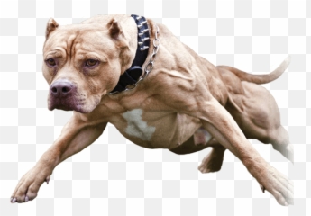 Download Pin Pitbull Png Do It - Transparent Background Pitbull Png,Pitbull Png