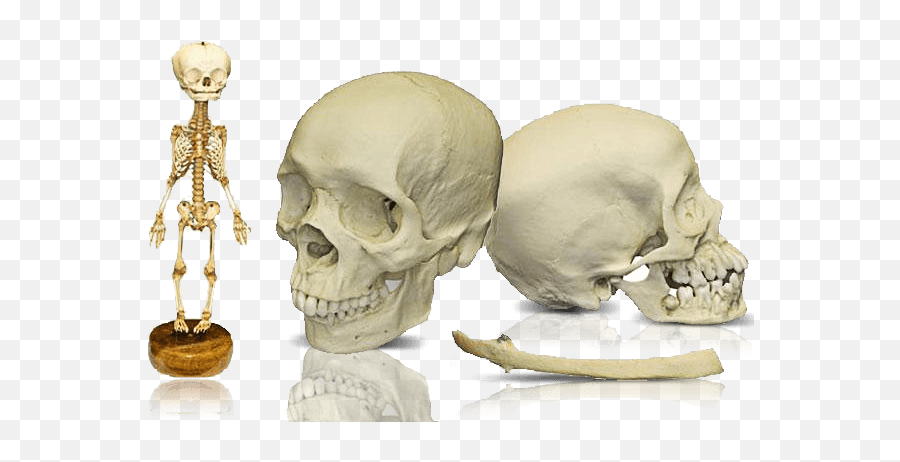 Skulls Unlimited World Leader In Real And Replica - Skull Png,Human Skull Png