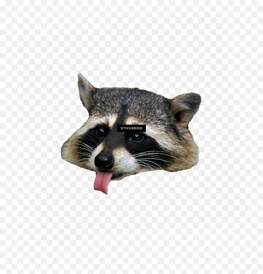 Download Raccoon Head Png - Racoon Face Png,Raccoon Transparent