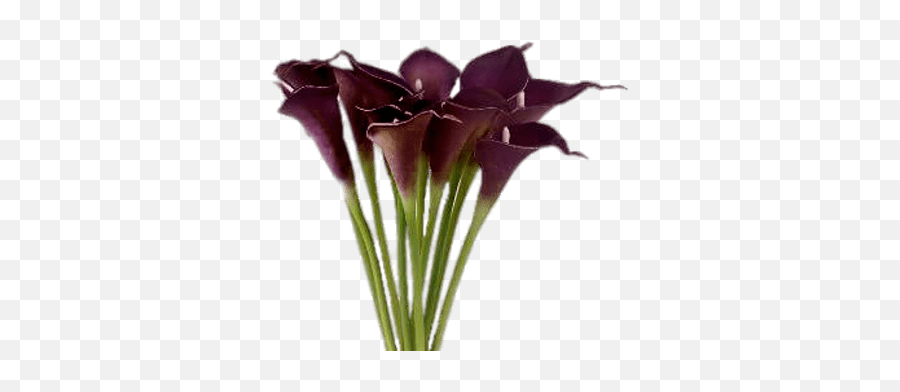 Purple Calla Lilies Transparent Png - Vase,Lillies Png