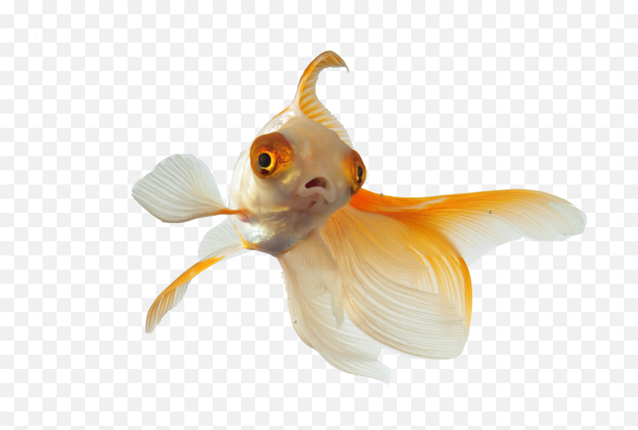 Golden Fish Png No Background Real - Goldfish,Goldfish Png