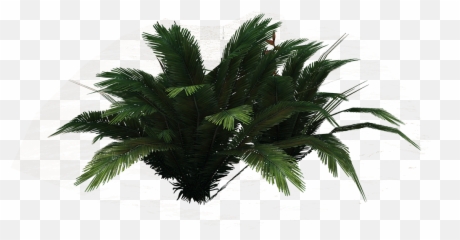 Ferns Clipart Png Transparent Background Free Download - Bitki Png,Ferns Png