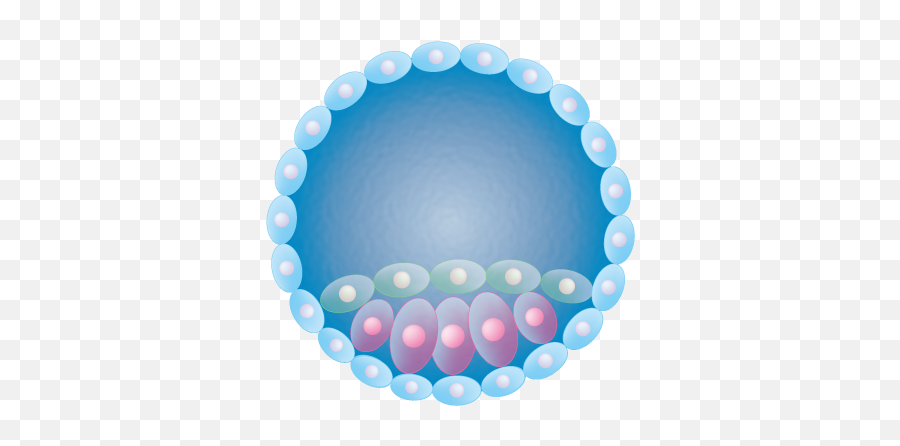 Blastocyst Embryo - Blastocyst Icon Png,Embryo Png