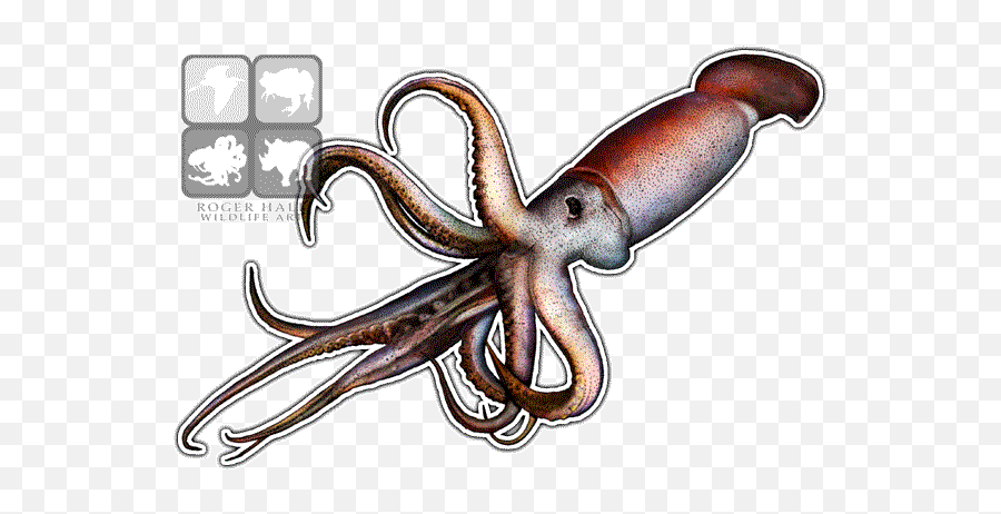 Giant Squid Png Transparent Image - Giant Squid,Squid Png