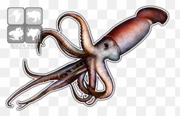 Giant Squid Png Transparent Image - Giant Squid,Squid Png