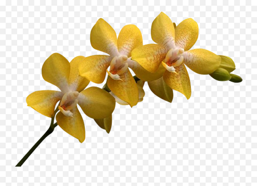 Orchids Png - Yellow Orchid Flower Png,Orchid Png