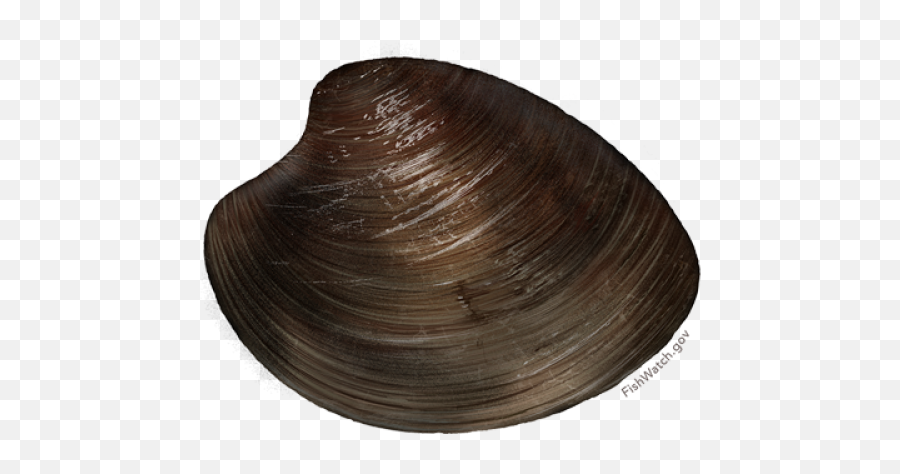 Ocean Quahog - Baltic Macoma Png,Clam Png