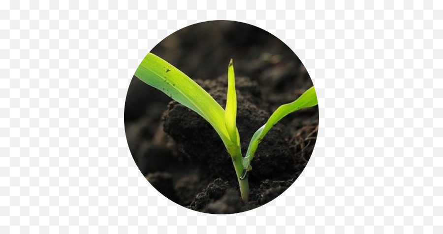 Vastly - Sugar Cane Seed Germination Png,Seedling Png