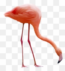 Flamingo Eating Png Transparent Image Clipart 7 - Flamingo Pic Png,Eating Png