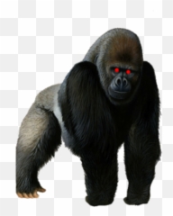 Halal Adventure Wiki - Gorilla Png,Transparent Harambe