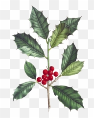 Mistletoe Berries Branch Transparent - Botanical Holly Leaf Drawing Png,Mistletoe Transparent