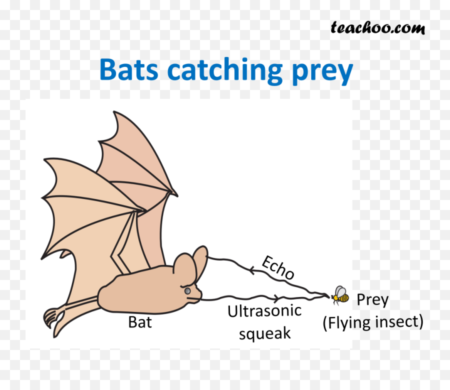 Ncert Q17 - Explain How Bats Use Ultrasound To Catch A Prey Ultrasound Is Emitted By A Bat Png,Prey Png