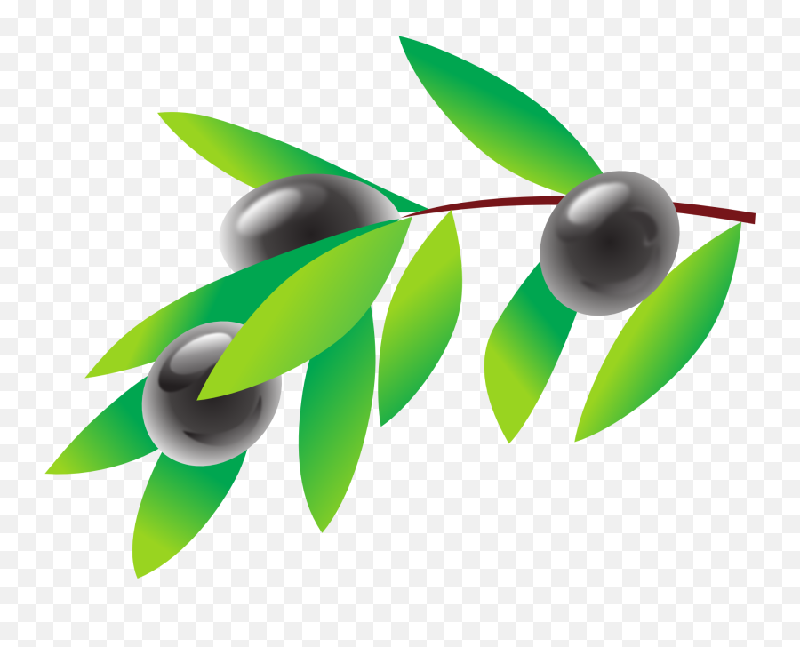 Black Olive Branch Drawing Free Image - Olive Cliparts Png,Olive Branch Logo
