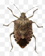 Bugs Png Image Download
