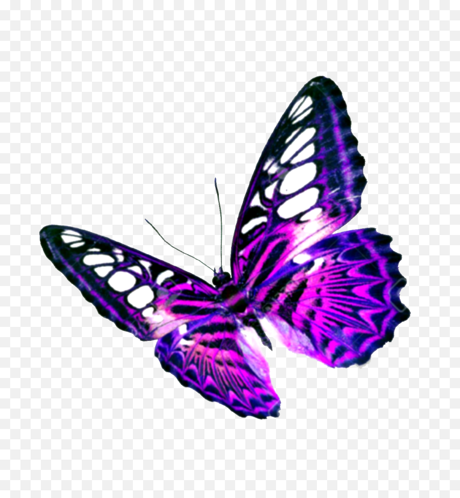 Purple Butterfly Transparent Background - Butterfly Without Background Png,Butterfly Transparent