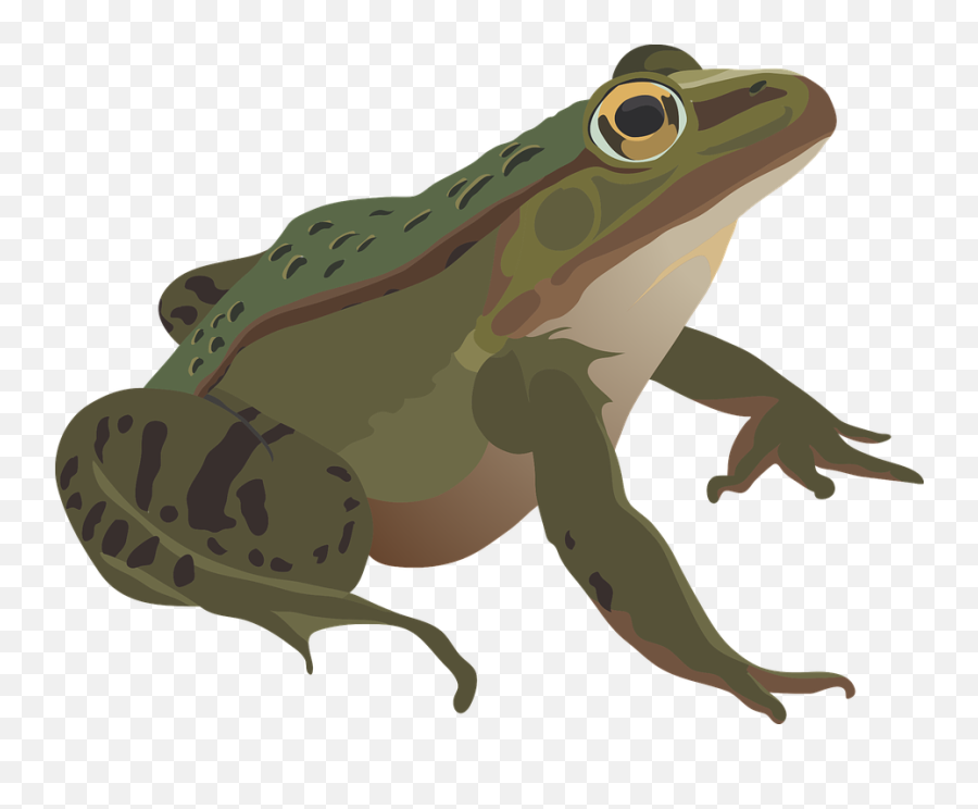 200 Free Frog Eyes U0026 Images - Pixabay Anfibios Png,Transparent Frog
