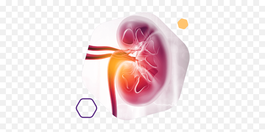 Adrenal Cortex U2013 Porcine - Advanced Orthomolecular Research Heart Png,Adrenal Icon