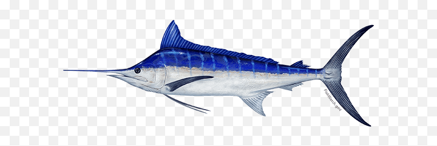 White Marlin Png Free - Black Vs Blue Marlin,Marlin Png