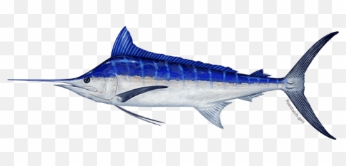 White Marlin Png Free - Black Vs Blue Marlin,Marlin Png