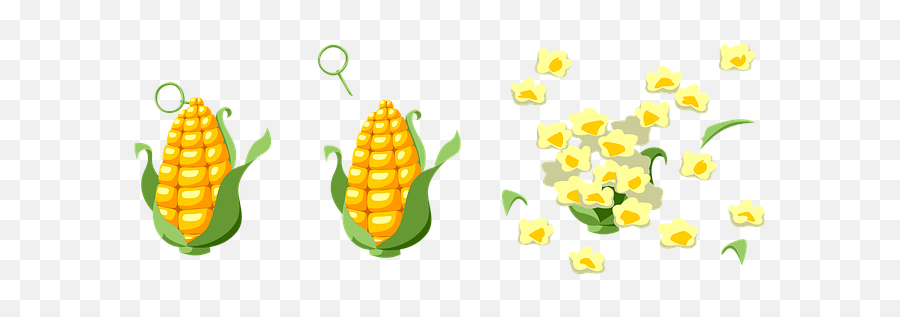 Kellyu0027s Classroom Online Dancing Popcorn Science And Stem - Milho E Pipocapng Png,Popcorn Kernel Icon