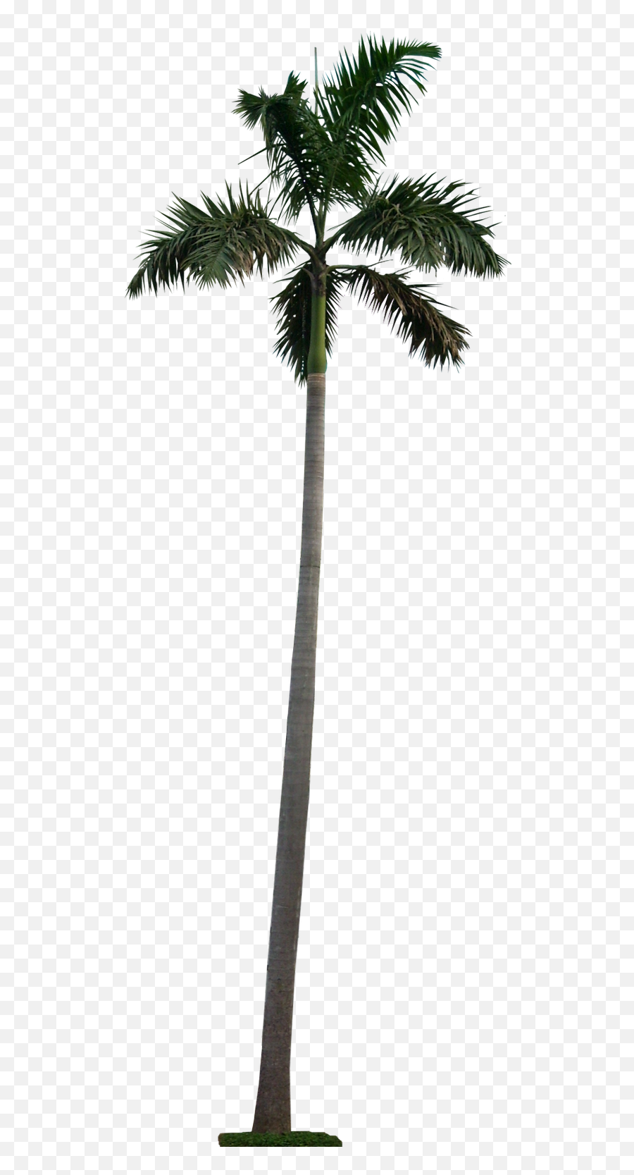 Royal Palm Tree Png Galleryhip - Palm Tree Cutout Png,Palm Png