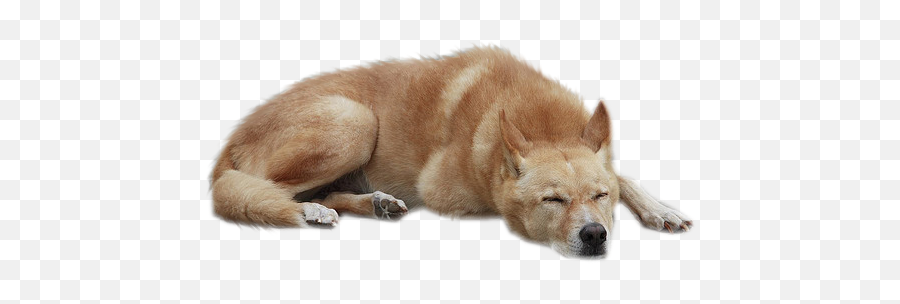 Dog Png 3 - Sleeping Dog Png,Dog Png